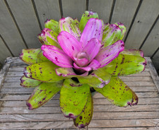 Neoregelia 'Sibella'  rare bromeliad 6''pot