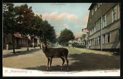 AK St. Andreasberg i. H., Zahme Hirschkuh die Mieke am Hotel Schützenhaus 1910 