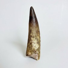 SPINOSAURUS TOOTH Fossil 8 cm - LARGE Dinosaur Tooth Cretaceous Morocco