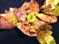 Vintage Millinery Flower Velvet Poppy Taupe Brown KL9