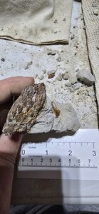 SharkTooth Hill Fossil Bone and Tooth Fragments Cluster #6. Bakersfield,CA