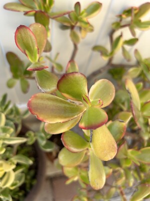 Rainbow Jade Plant Money Tree Crassula Ovata 8"/10" Tall It Blooms Colorful  RARE | eBay