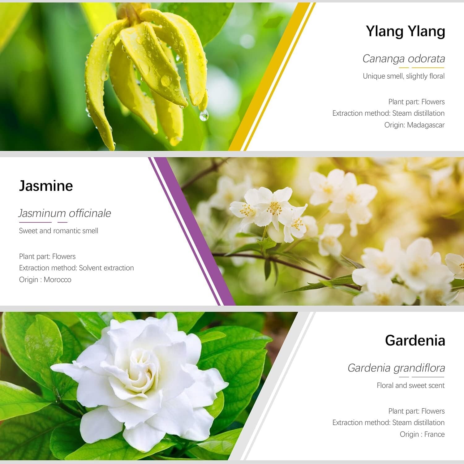 Pure Floral Essential Oil Set - Ideal for Diffusers, Massage & Scented Candles thumbnail 4