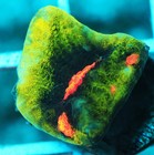 Jason Fox Raja Rampage Chalice Frag Zoanthids Zoa Paly SPS LPS Corals, WYSIWYG — photo 1