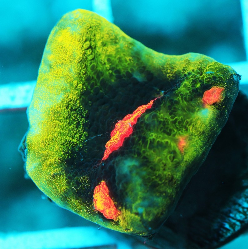 Jason Fox Raja Rampage Chalice Frag Zoanthids Zoa Paly SPS LPS Corals, WYSIWYG