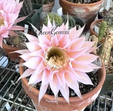 PAN 18.5.13 Echinopsis ONE (1) Rooted Pup Cactus Succulents