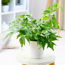 Cyrtomium Devexiscapulae Sickle Leaved Holly Fern Outdoor Garden Fern Plant