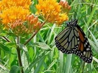 3 Butterfly Weed Plant Asclepias Tuberosa Milkweed Bare root Wildflower