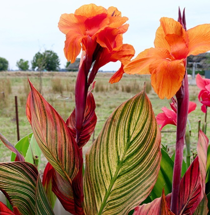 Canna Lily Plant Rhizome Phasion Variegated Tropicanna 1 Rhizome Orange Blooms Falak Tayyeb