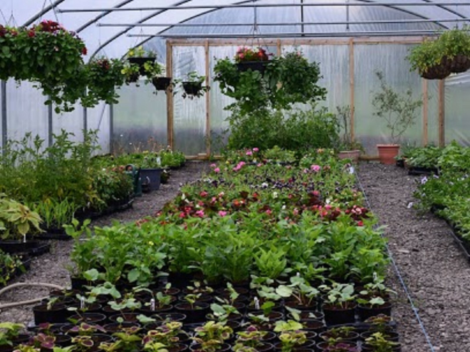 6X STRAWBERRY ELSANTA Bare Root Fruit Plants FANTASTIC IN HANGING