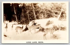 Long Lake MI Beautiful Deer In Snow RPPC Real Photo Postcard V27
