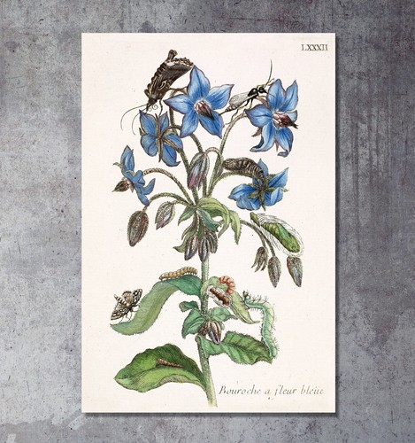 Borretsch von Maria Sibylla Merian, montierte Leinwand fertig zum Aufhängen - Bild 3 von 8