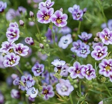 1000+ BIRD'S EYES SEEDS (GILIA TRICOLOR) - 1000 SEEDS | USA SELLER,FREE SHIPPING