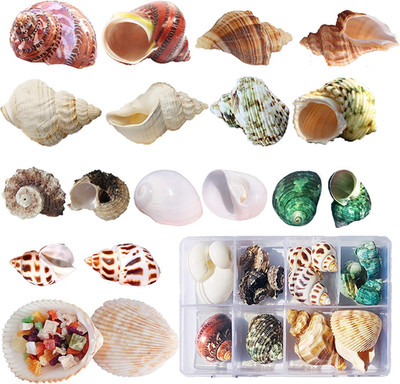 Hermit Crab Shells 17PCS (9 Types) Medium Small Growth Turbo Seashells 0.6-1.6 I