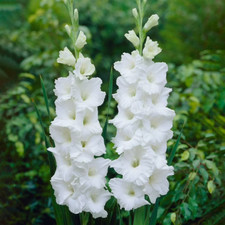 3 - ESSENTIAL GLADIOLUS Flower Bulbs  MAKES VERY SHOWY FLOWER BOUQUETS