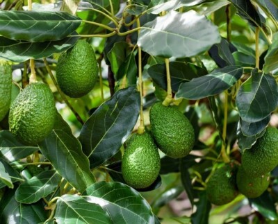 Avacado Leaves Powder Sri Lanka 100g Fresh 100% Pure Natural Organic Leaf Ceylon