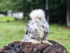 6 Silkie Mottled  Breeder Quality Hatching Eggs