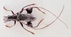 MA5389. Unmounted insect: Cerambycidae sp. Sabah, Malaysia!!!!! Very nice!