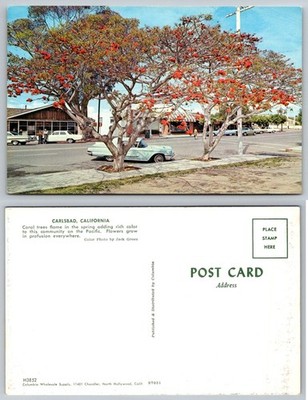 Carlsbad California Coral Trees Vintage Postcard Jack Green Photo
