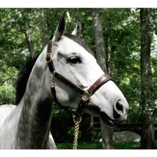 KL Select Red Barn Erin Leather Halter-CLOSEOUT