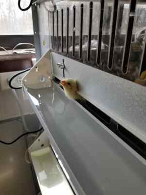 Brooder GQF 0534 Universal Heated Box Brooder Chicks Chickens - Made in the  USA! 741194005340 | eBay