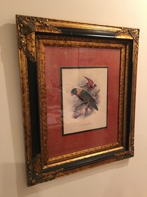Antique Litho Art Print Engraving ? Framed Lories Lory Birds Jackson Mivart 