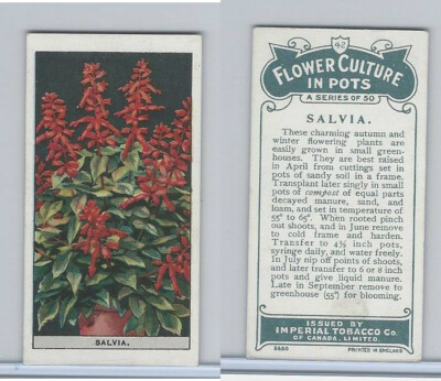 salvia tobacco C13 Imperial Tobacco, Flower Culture, 1925, #42 Salvia