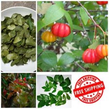 Pitanga de cereza Surinam seca al sol Eugenia Uniflora hojas orgánicas 100 % naturales
