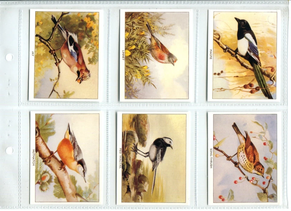 Birds of Britain 1994 Imperial Tobacco Repro Cigarette Cards - Set of 24 Cards - Image 3 of 4