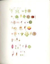 Old Antique Print Perrin Ltd Ed 1914 Analytical Drawings Cornel & Heaths 20th