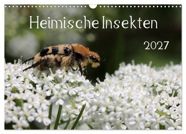 "Calendar 2027 · US Version · Native Insects 2027 (Wall Calendar 2027 17\" × 12\" L"-image