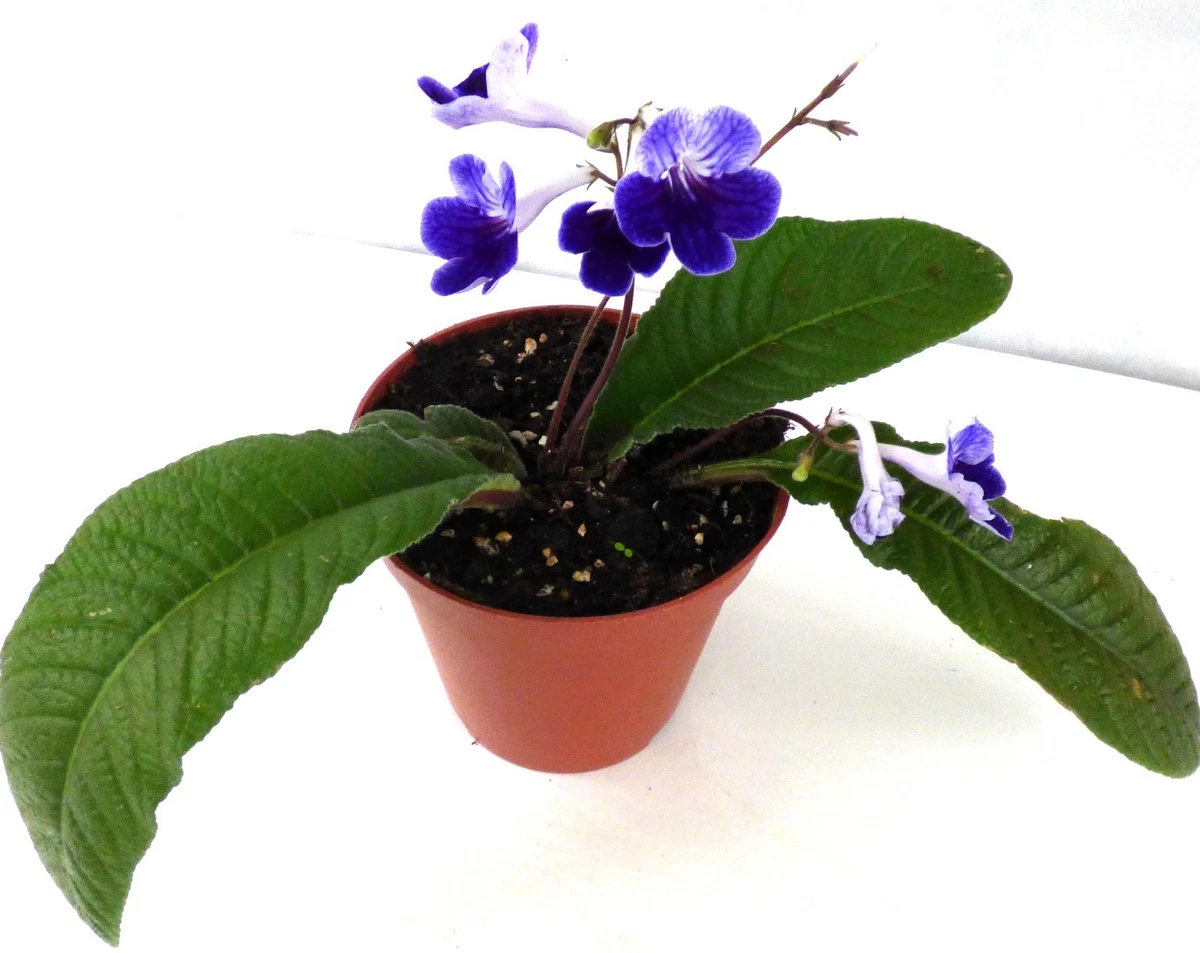 ufopflanze pilea peperomioides Glckstaler  ruuds