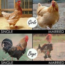 Funny Chicken refrigerator magnet  3  1/2 x 4...