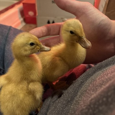 Saxony Duck Hatching Eggs (Fertile!!) 6+ Ships 6-5/6-7