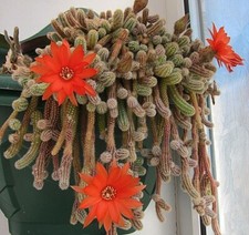 Cactus with Orange Flowers Indoor  House Plant.