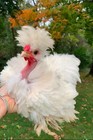 4 Frizzle X Naked Neck X Silkie cross chicken hatching eggs for sale — photo 1