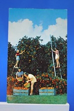 vintage-postcard-picking-citrus-crop-in-florida-postmarked-1958