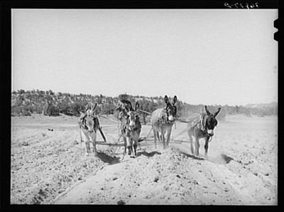 Catron County,NM,Pie Town,New Mexico,Farm Security Administration,1940,FSA,17