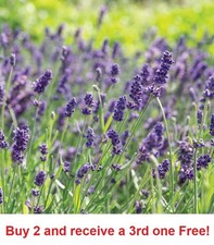 500 English Lavender Seeds Herb Lavender lavandula angustifolia aa
