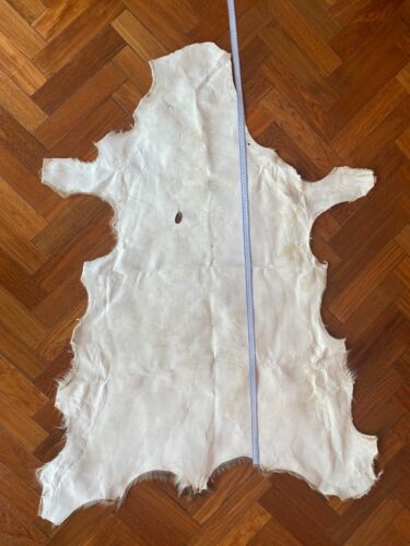 Gegerbtes AXIS Hirschleder Chital HIDE RUG Argentinisches Hirschleder - ECHTE FOTOS! - Bild 4 von 5