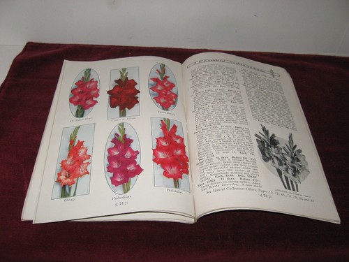 1930 Kunderd Gladioli Catalog 50th Anniversary Edition 1880/1930 Vintage Catalog - Picture 5 of 6