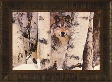 MOUNTAIN RANGER by Art Wolfe 17x23 Timber Wolf Wolves Winter FRAMED WALL ART