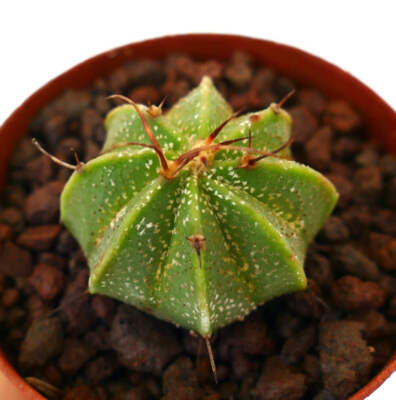 Astrophytum ornatum x capricorne var. AUREUM - Bischofsmütze | Sternkaktus