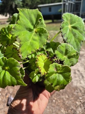 Begonia Eyelash Jive
