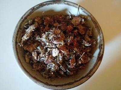 Red Clover Blossoms (Trifolium pratense) Organic 1 oz.