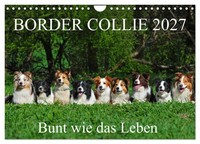 "Calendar 2027 · US Version · Border Collie 2027 (Wall Calendar 2027 12\" × 8\" Lan"