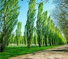 Tulip Poplar TREE Liriodendron tulipifera Tree Flowering Yellow 7 Cuttings