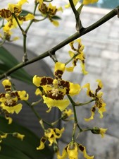 Onc. Sphacelatum ‘Kandyan dancer’ Orchid - Mounted, Blooming Size -