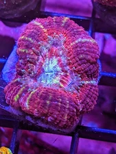 WYSIWYG RARE Multicolor Deep Water Asian Acan Lord Micro LPS SPS Acro Zoa JF WWC