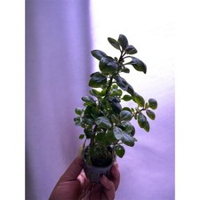 Lobelia Cardinalis Live Plant Cardinal Flower Aquatic Pond Plant